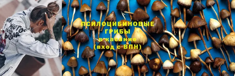 Псилоцибиновые грибы Magic Shrooms Губкинский